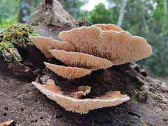 Trametes tenuis
