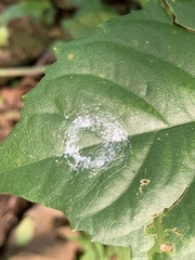 Phrynarachne ceylonica