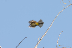 Pycnonotus flavescens