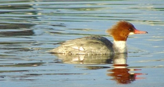 Mergus merganser americanus