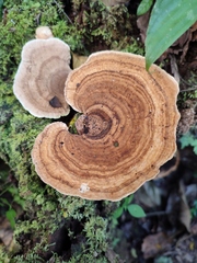 Trametes tenuis