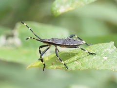 Gelonus tasmanicus