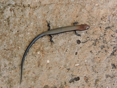 Panaspis wahlbergii