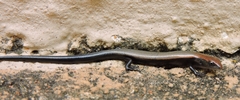 Panaspis wahlbergii