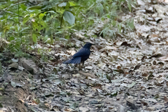 Myophonus caeruleus caeruleus