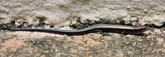 Panaspis wahlbergii