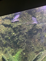 Oxyeleotris lineolata