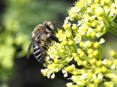 Colletes dimidiatus