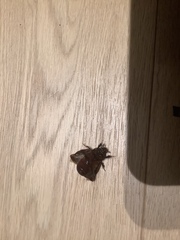 Adoryphorus coulonii