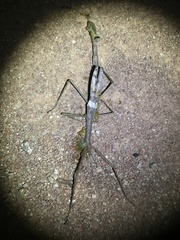 Acrophylla wuelfingi