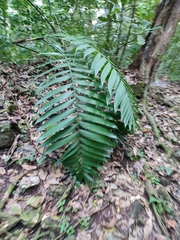 Chamaedorea tepejilote