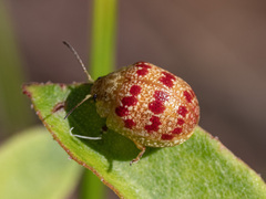 Paropsis obsoleta