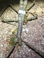 Acrophylla wuelfingi