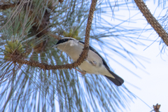 Pteruthius aeralatus