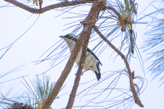 Pteruthius aeralatus