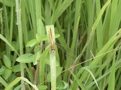 Crocothemis nigrifrons