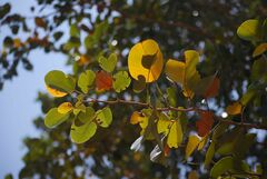 Pterocarpus santalinus