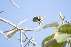 Machlolophus spilonotus