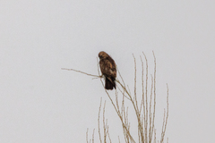 Buteo japonicus