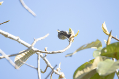 Machlolophus spilonotus