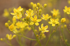 Haplophyllum obtusifolium