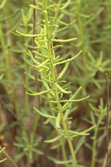 Haplophyllum obtusifolium