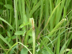 Crocothemis nigrifrons