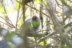 Trochalopteron melanostigma