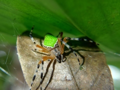 Eriophora nephiloides