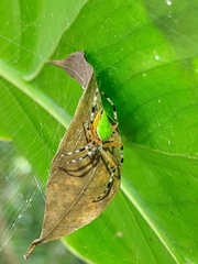 Eriophora nephiloides