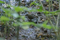 Zoothera marginata