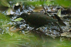 Zoothera marginata