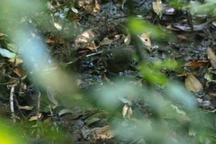 Zoothera marginata