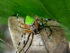Eriophora nephiloides