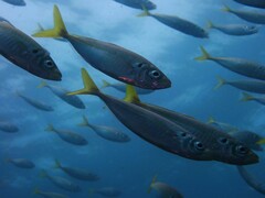 Trachurus novaezelandiae
