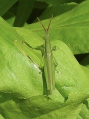 Atractomorpha similis