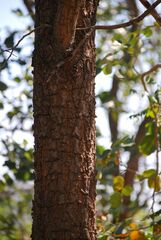 Pterocarpus santalinus