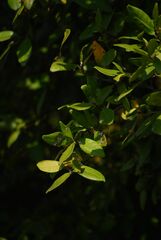 Atalantia monophylla