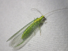 Triplochrysa