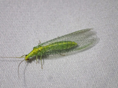 Triplochrysa