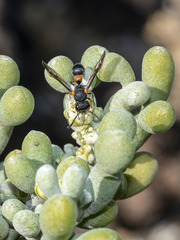 Leptochilus cruentatus