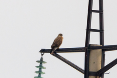 Buteo rufinus