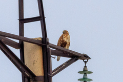 Buteo rufinus