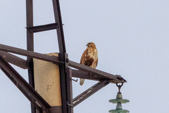 Buteo rufinus