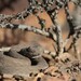 高原噝蝰 - Photo 由 Bionerds 所上傳的 (c) Bionerds，保留部份權利CC BY-NC