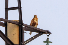 Buteo rufinus