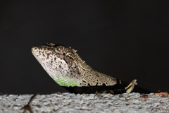 Pseudocalotes microlepis
