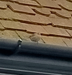 Prunella modularis occidentalis