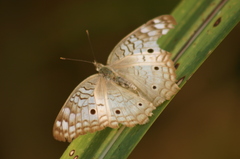 Anartia jatrophae