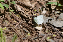 Dixeia charina